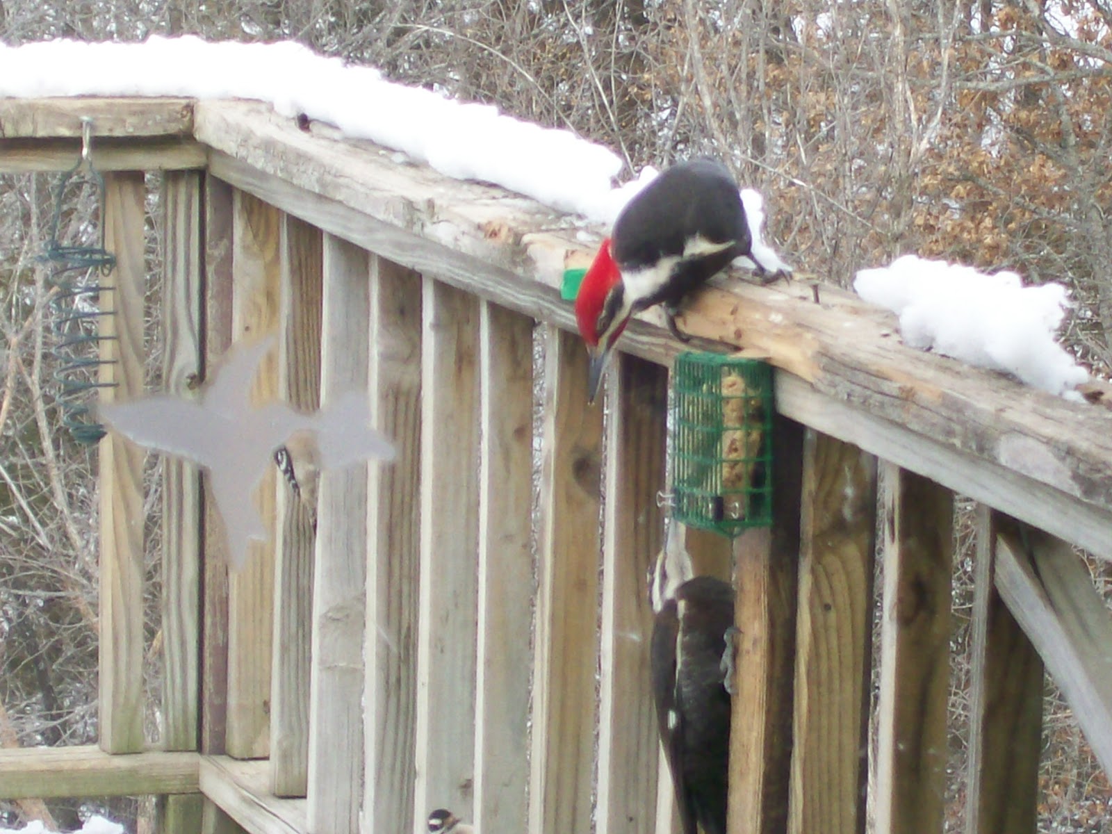 Intuitive Value Homemade Suet for Woodpeckers