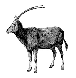 oryx animal image antique digital illustration