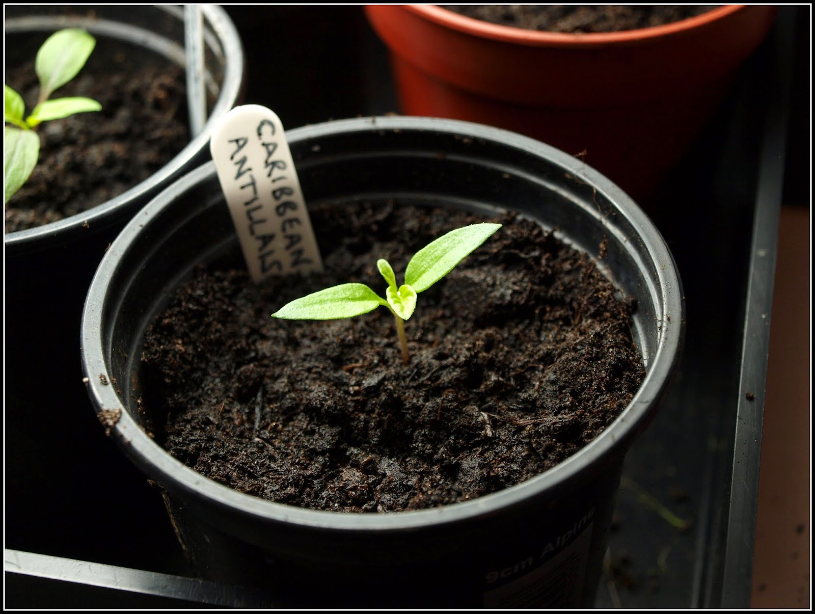 Mark's Veg Plot Prickingout Chilli seedlings