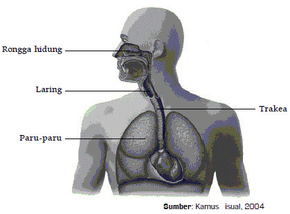 World Fitri ^_^ SISTEM ORGAN PADA MANUSIA DAN HEWAN