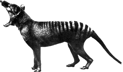 Ye Olde Civet Cat