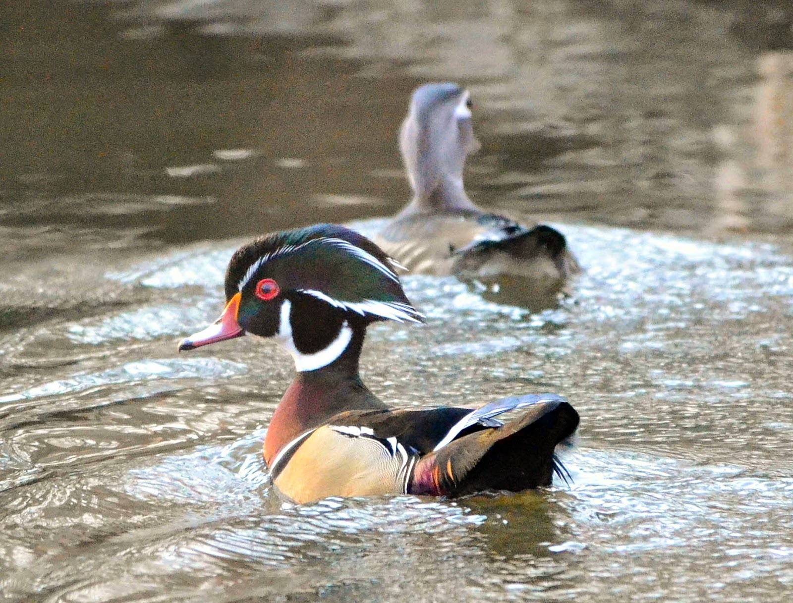 Birds of Raymondale, Falls Church, VA Wood Ducks In Luria Park