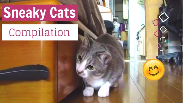 Sneaky funny cats pets video Funpetvid Sneaky funny cats pets video Funpetvid