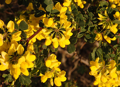 Coronilla (Coronilla glauca)