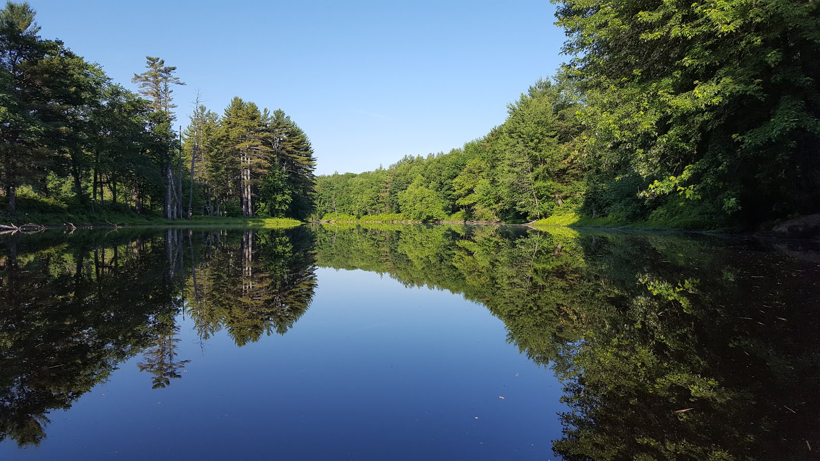 The Kayaking Bison of New Hampshire Contoocook River Henniker, NH