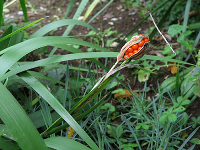 Cápsula con semillas de Lirio hediondo (Iris foetidissima)
