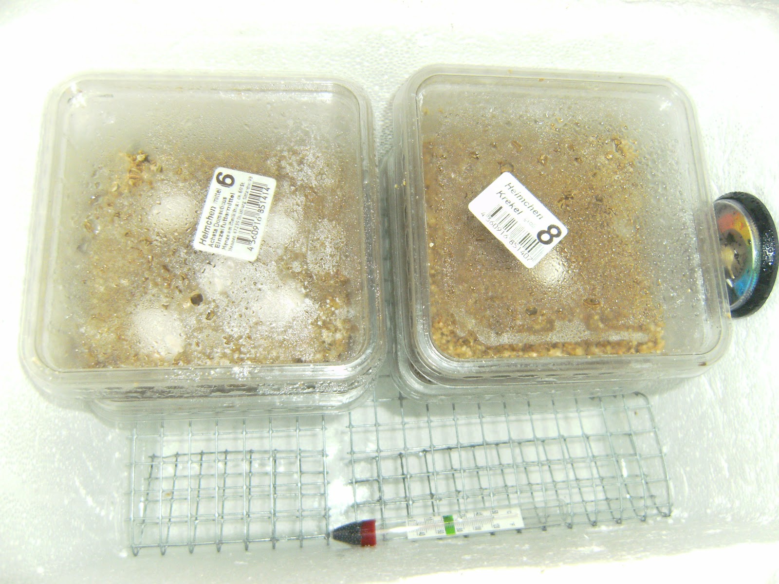 Meine Bartagamen: Bartagamen Eier