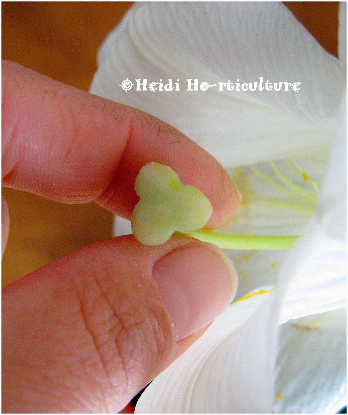 Heidi Horticulture Removing Lily Flower Anthers To Lengthen Bloom Time