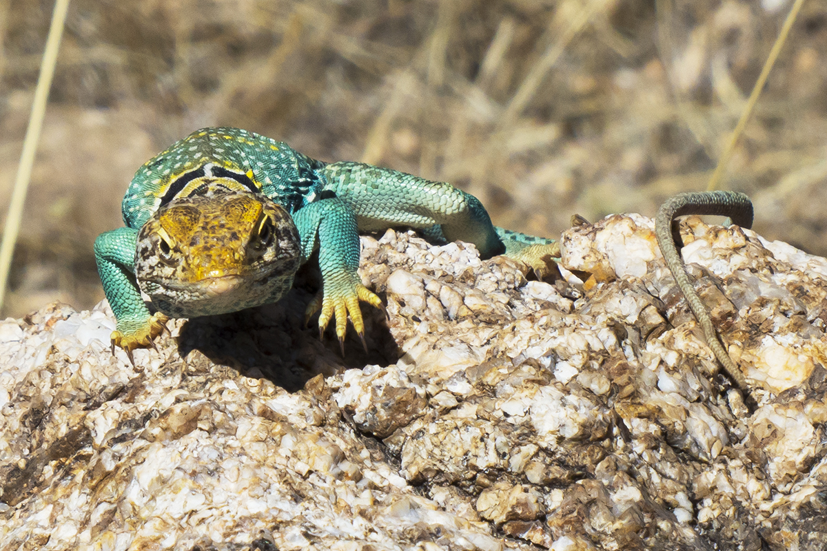 Your Daily Dose of Sabino Canyon: They are just so cool!