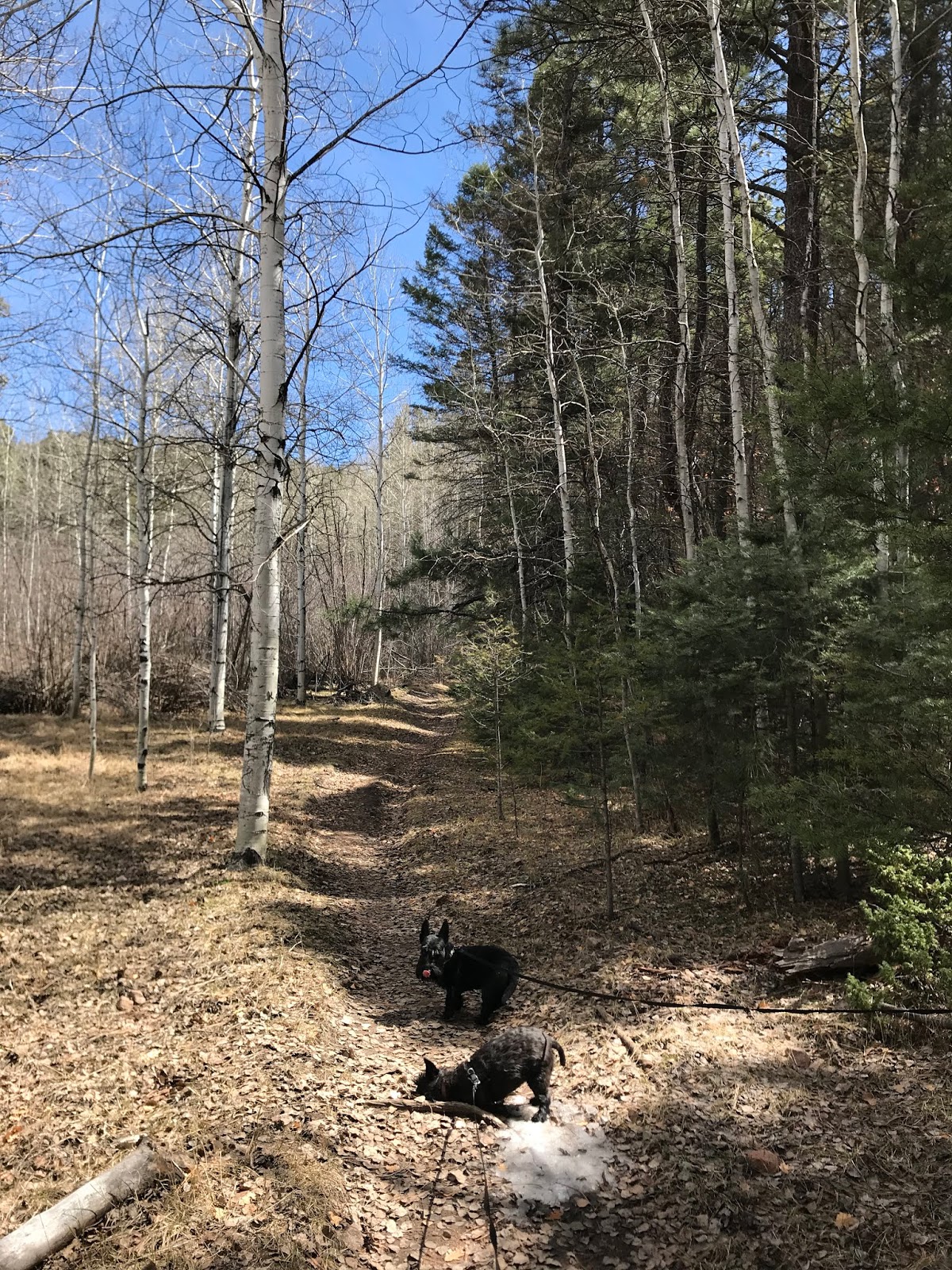 Southern New Mexico Explorer Winsor Trail (FT 254), Chamisa Trail ( FT