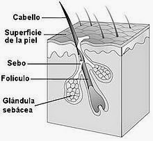 foliculo piloso