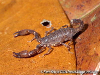 Bush Scorpion (Chaerilus sp.)