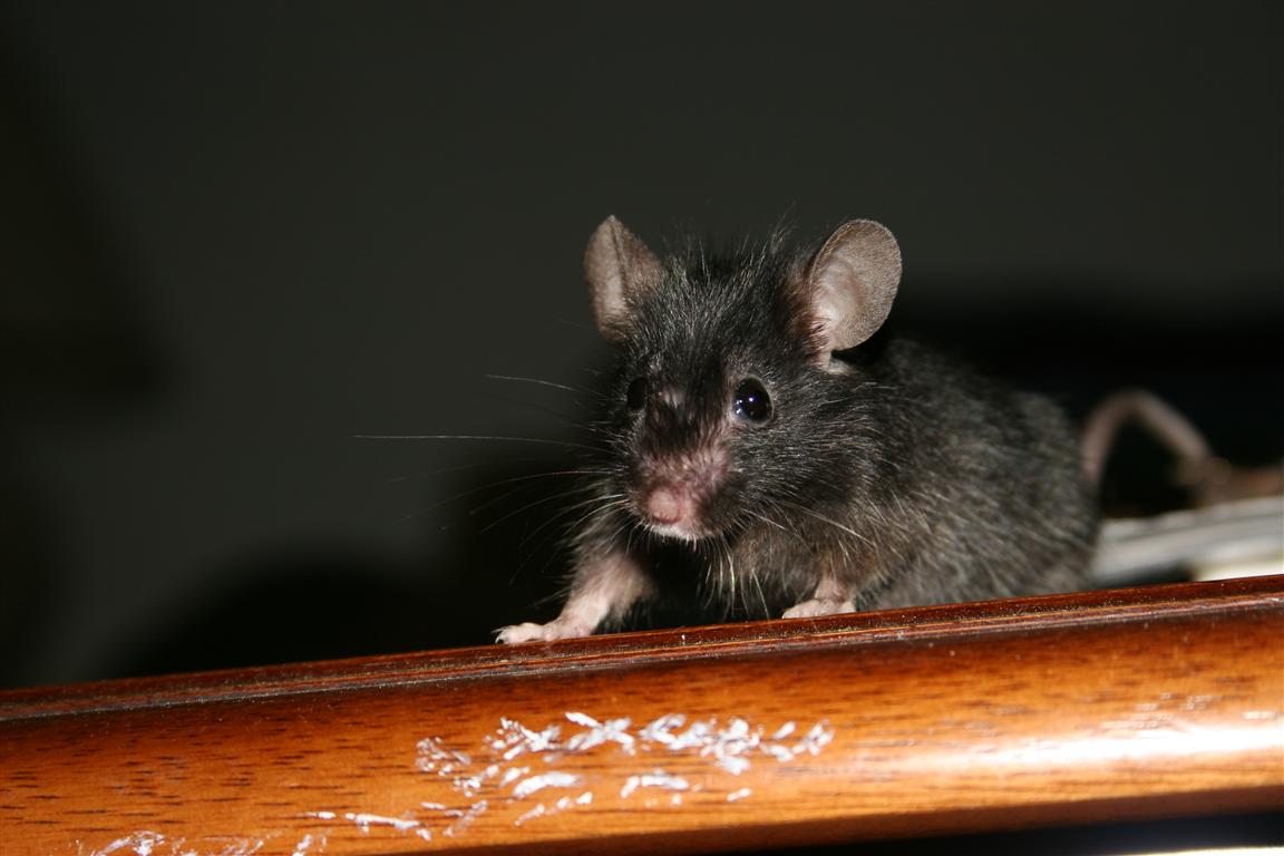 R. Wright Photography: My Black Mouse!