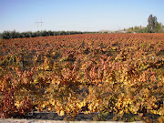 funny pic time. the vines. If you go in the summer they leave some of the .