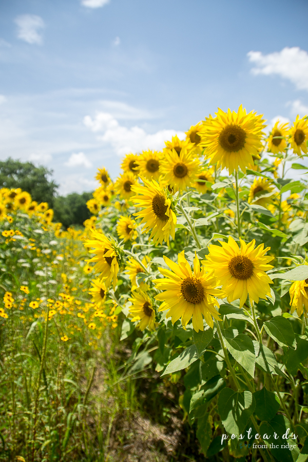 Dreamy Sunflower Field at Knoxville's Forks of the River Wildlife