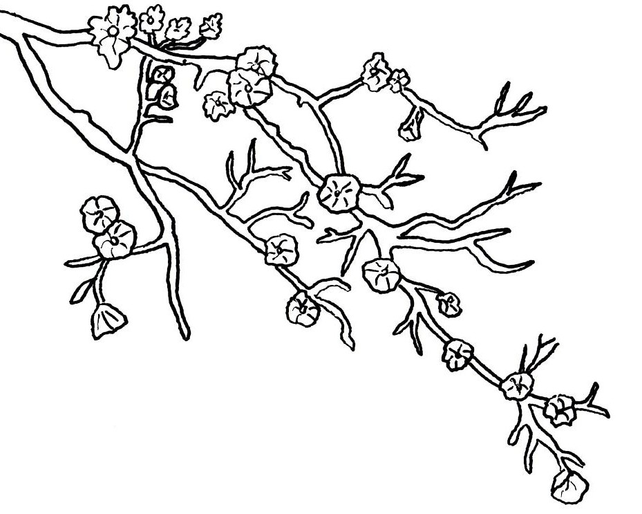 Sketsa Hitam Putih Gambar Mewarnai Bunga Sakura Terbaru | Cari Gambar