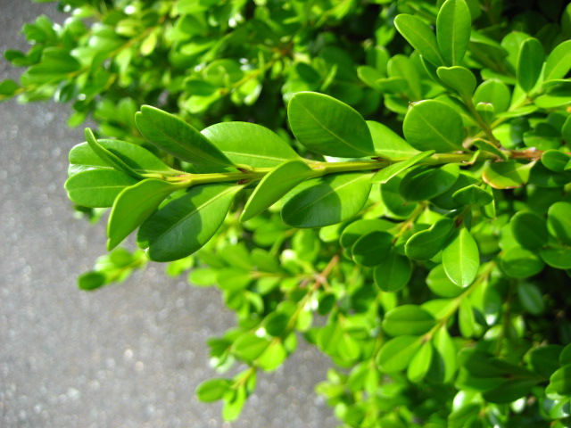 confeito日記: スドウツゲ [ツゲ科ツゲ属の常緑低木(Buxus sempervirens/common box)]
