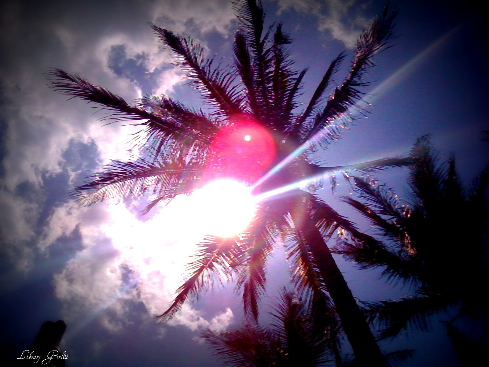 Removing My Blinders Palm Trees