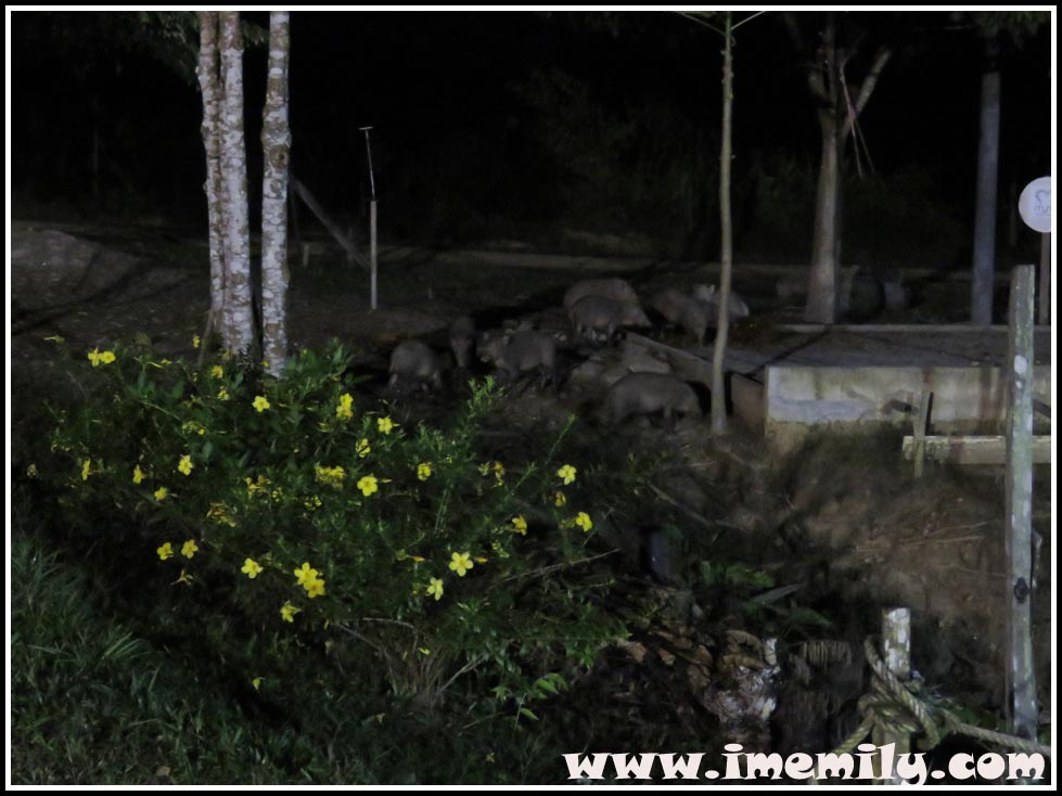 Night Safari @ Myne Resort, Bilit Village