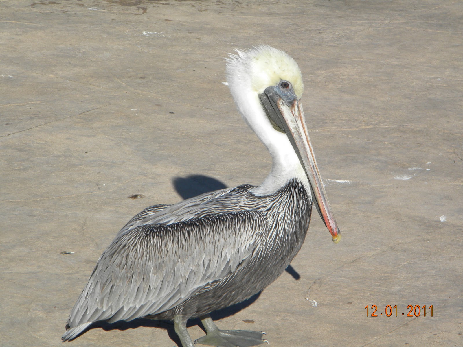 Miss TeRae Florida Panhandle