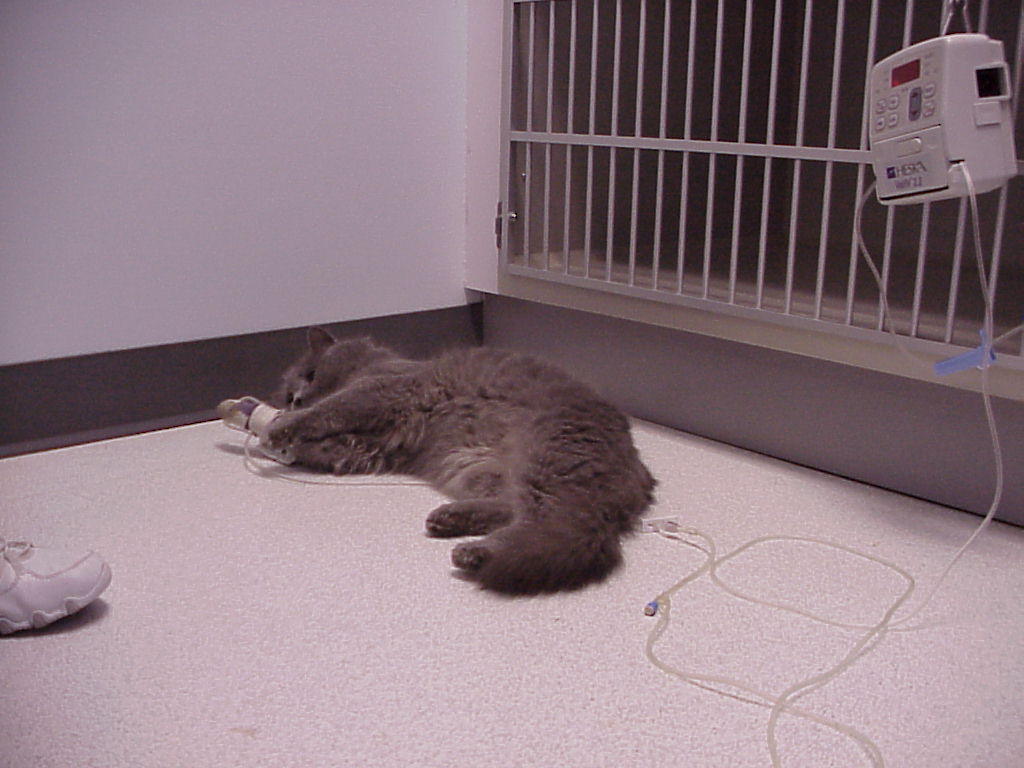 Exclusively Cats Veterinary Hospital Blog Saving Smoke