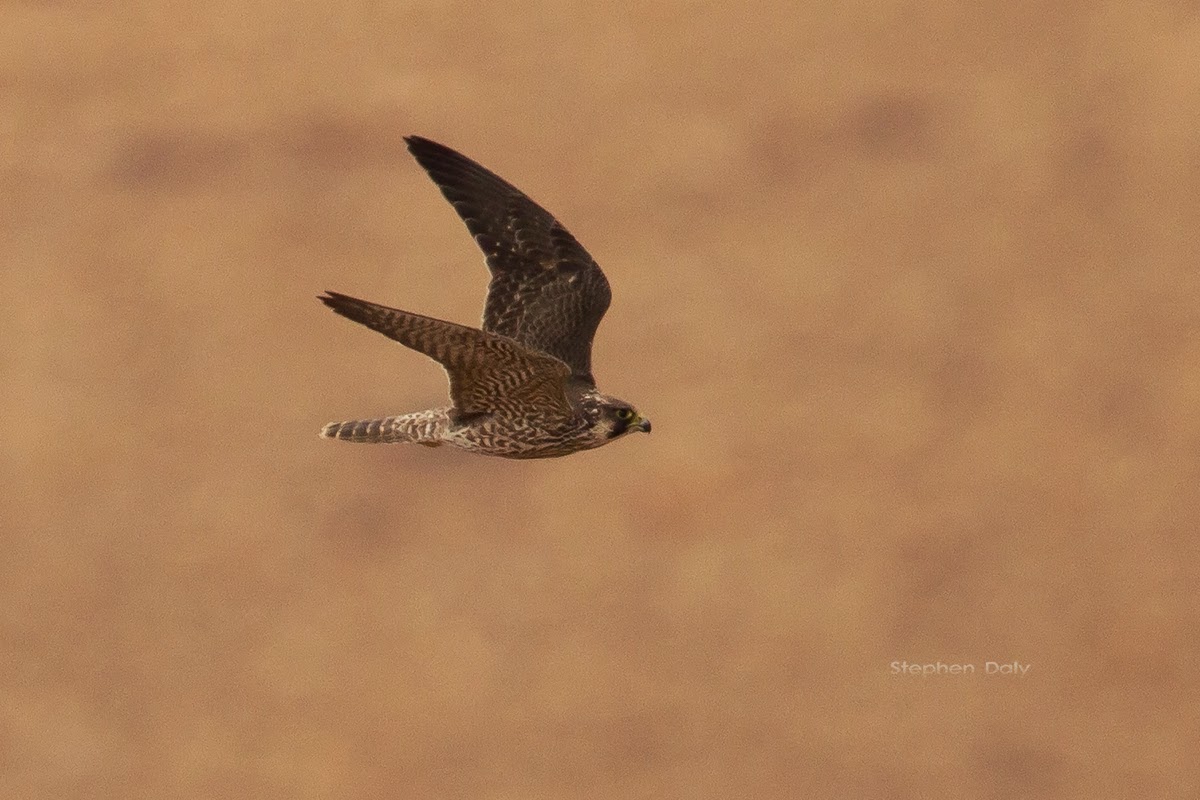 Barbary Falcon juvenile flight Fuert 2861