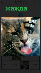 460  слов 4 кошка пьет воду из под крана высунув язык 2 уровень