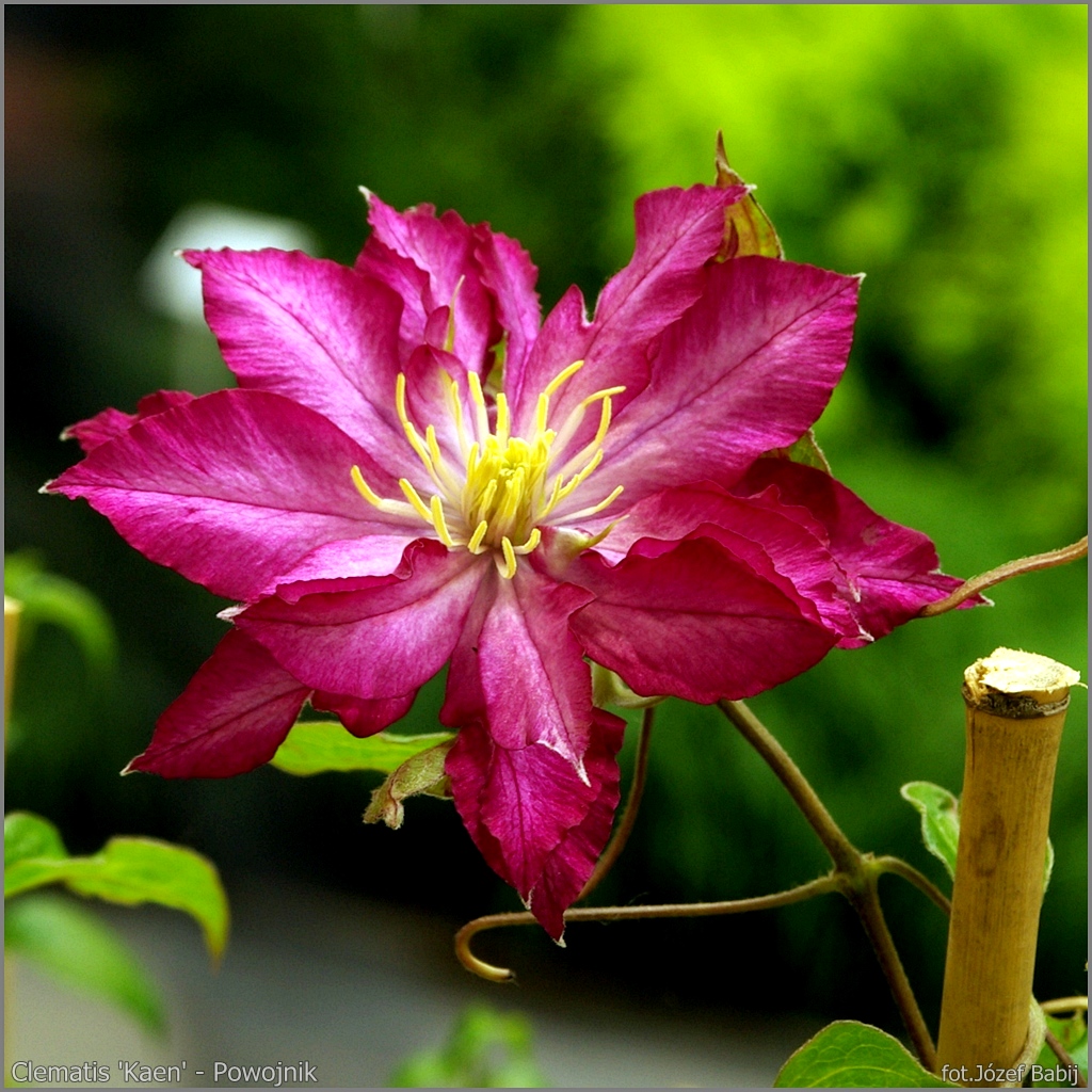 клематис акафуджи. Clematis akafuji марчинский. клематис бернадин. клематис акафуджи. клематис акафуджи akafuji.