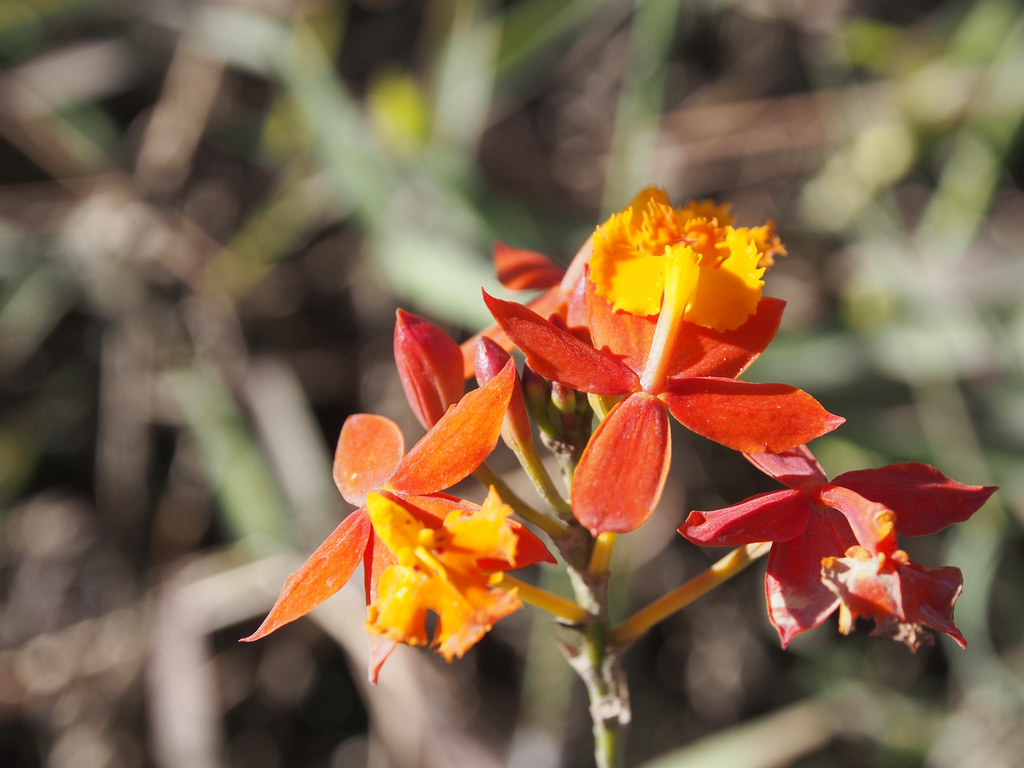 Epidendrum radicans care and culture | Travaldo's blog