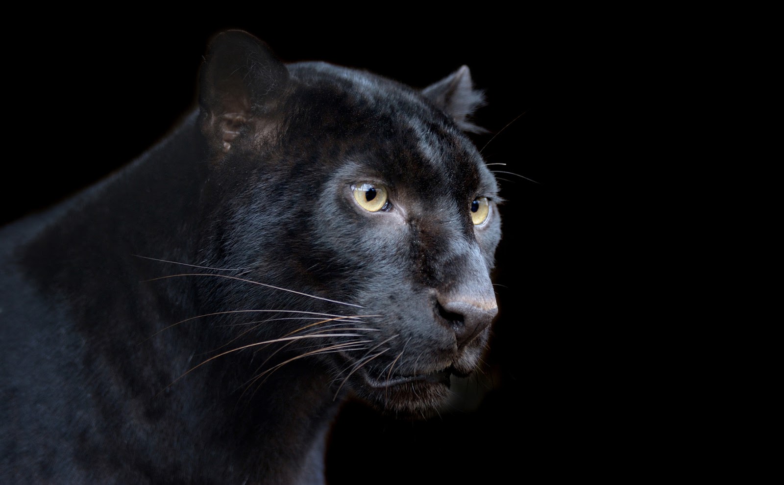 threads of the spiderwoman The Black  Leopard and the 