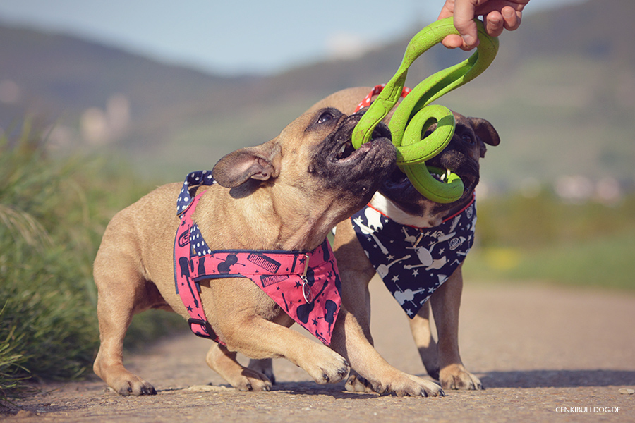 Chuckit Floppy Tug Hundespeilzeug zum Zerren Chuckit Floppy Tug Hundespeilzeug zum Zerren