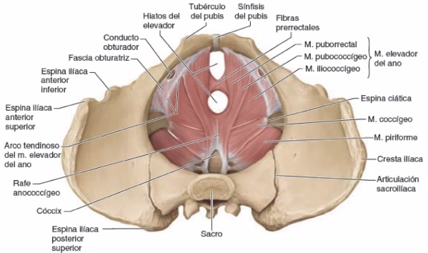 dolor en el piso pélvico