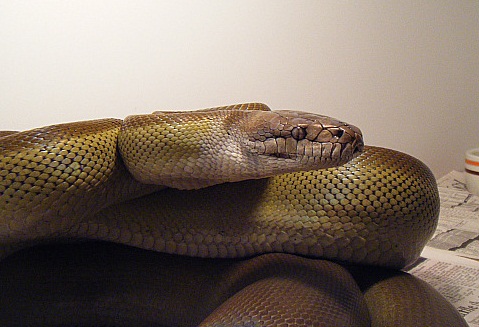 Papuan Python ~ Reptiles World