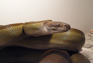 Papuan Python - Reptiles World