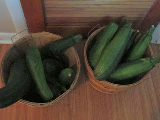 Two bountiful baskets of zucchini
