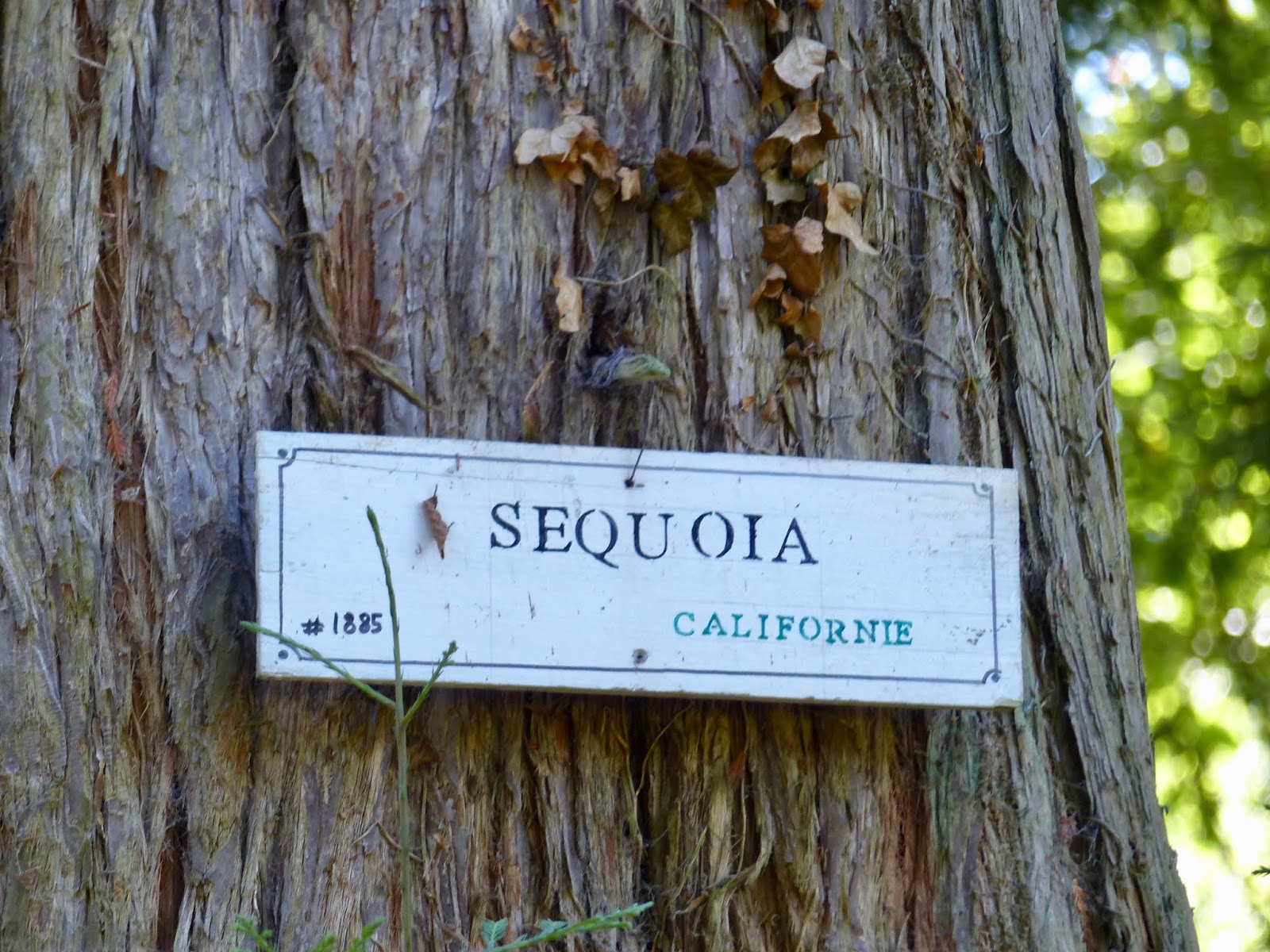 Le retour chez Canelle Le chateau de Keronic (2)