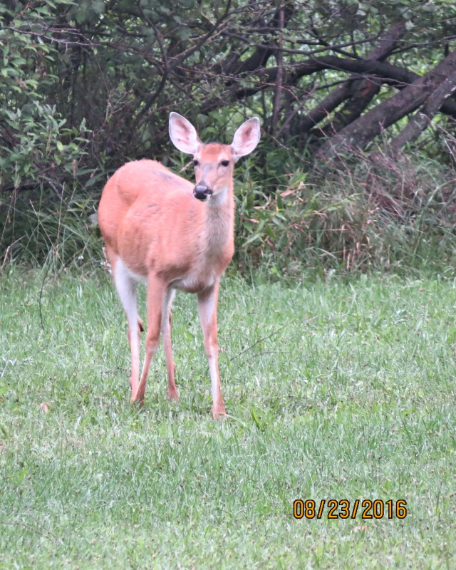 Travels With Cathy And Larry Elk Country Benezette Pa And Kinzua