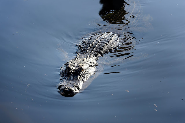 Bubba's Garage: Visiting Port of the Islands for Manatees