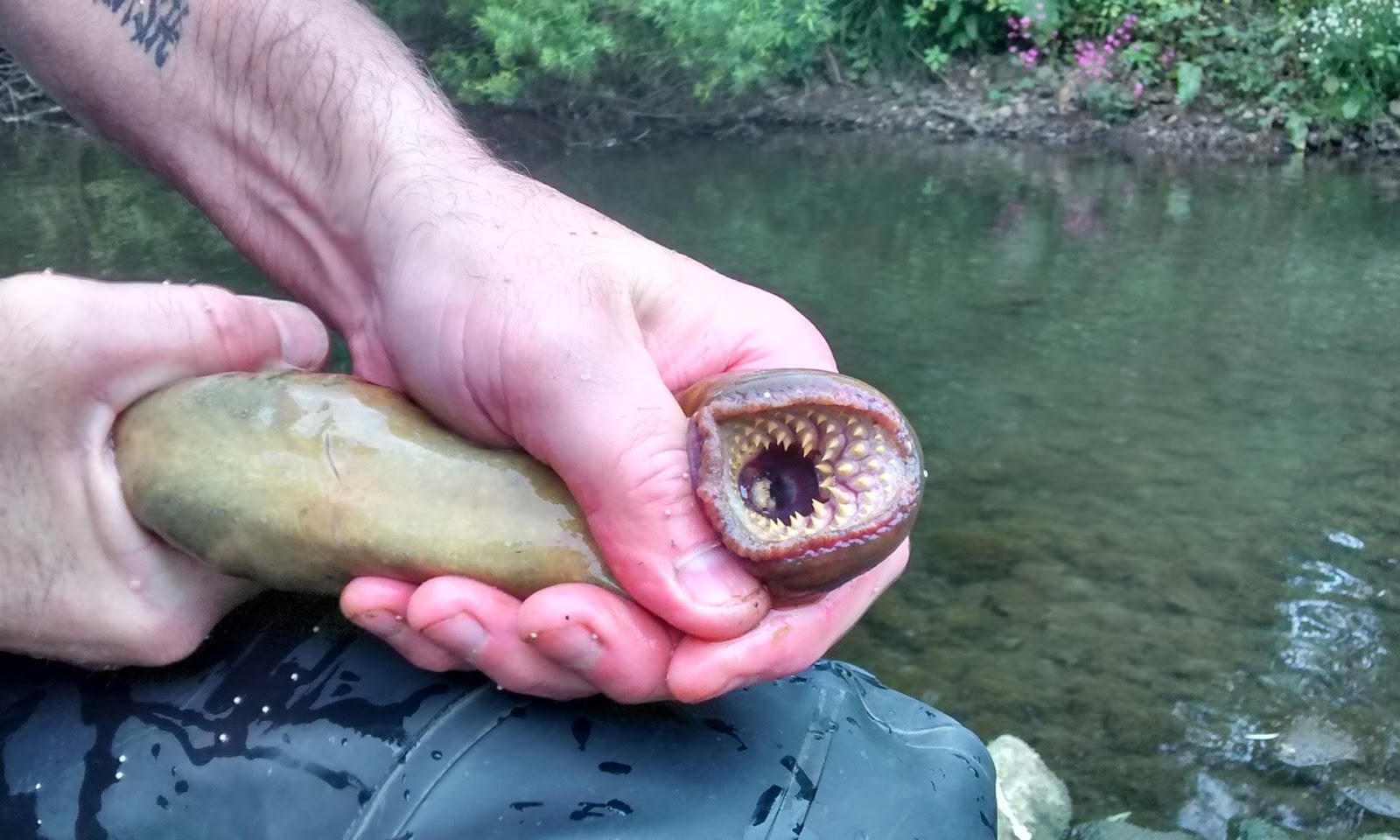 Best And Right Information Lamprey Fish, What Eats Lampreys