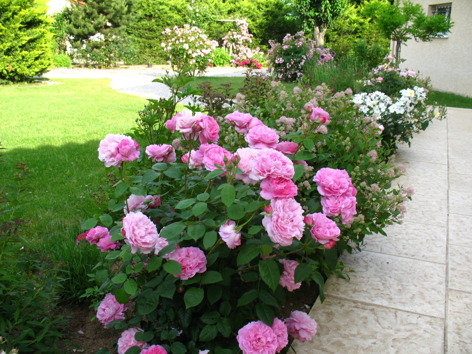 Mary Rose. привитая.Английская