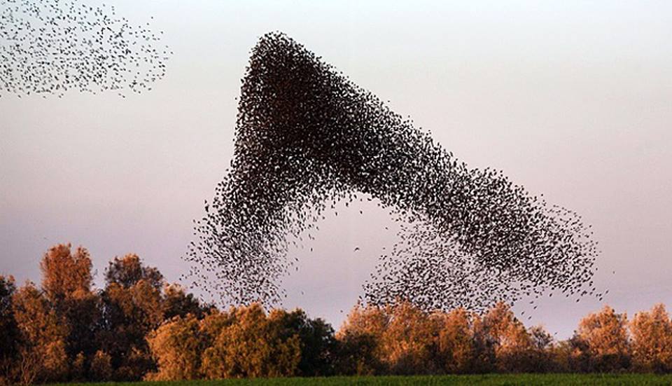 Rahasia Pesawat Nirawak Tiru Formasi Terbang Burung Radar Militer