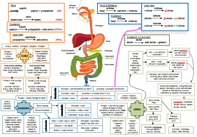 ERT Dunia Ku: Nota Ringkas dan Padat: Karbohidrat, Protein & Lemak