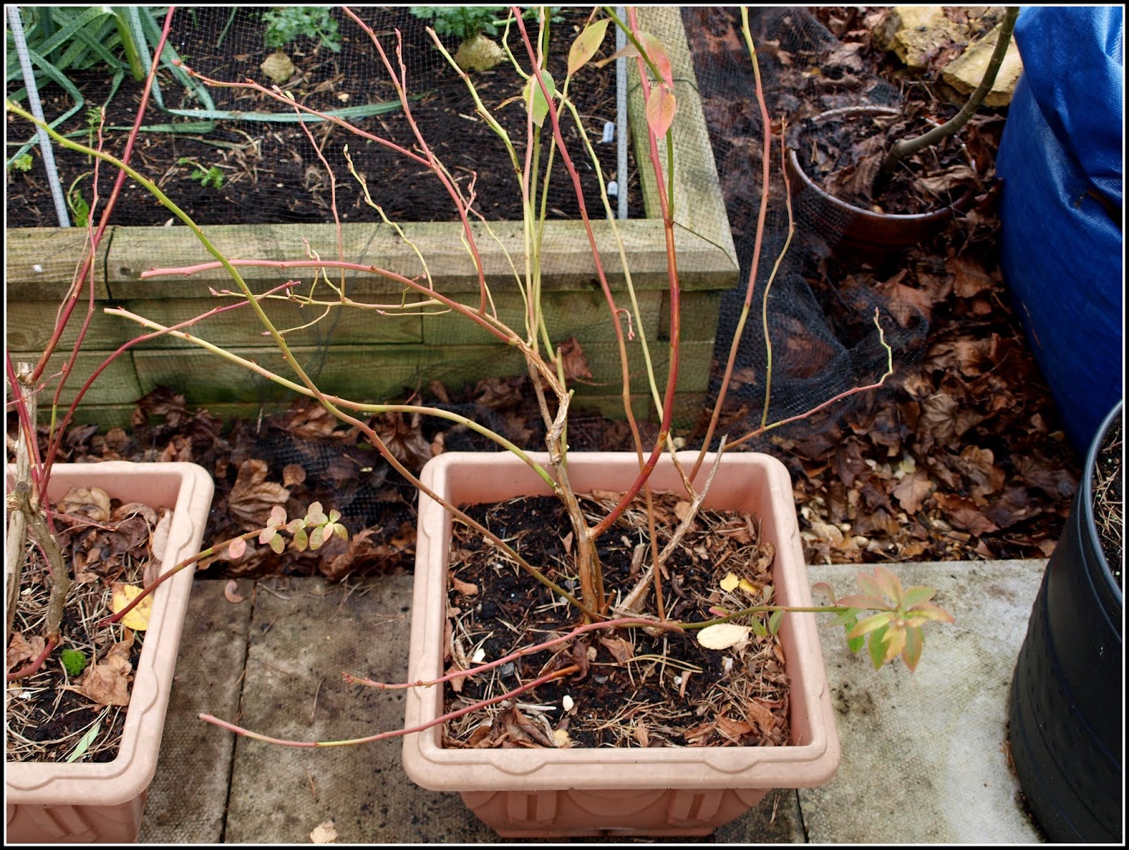 Mark's Veg Plot Pruning Blueberries