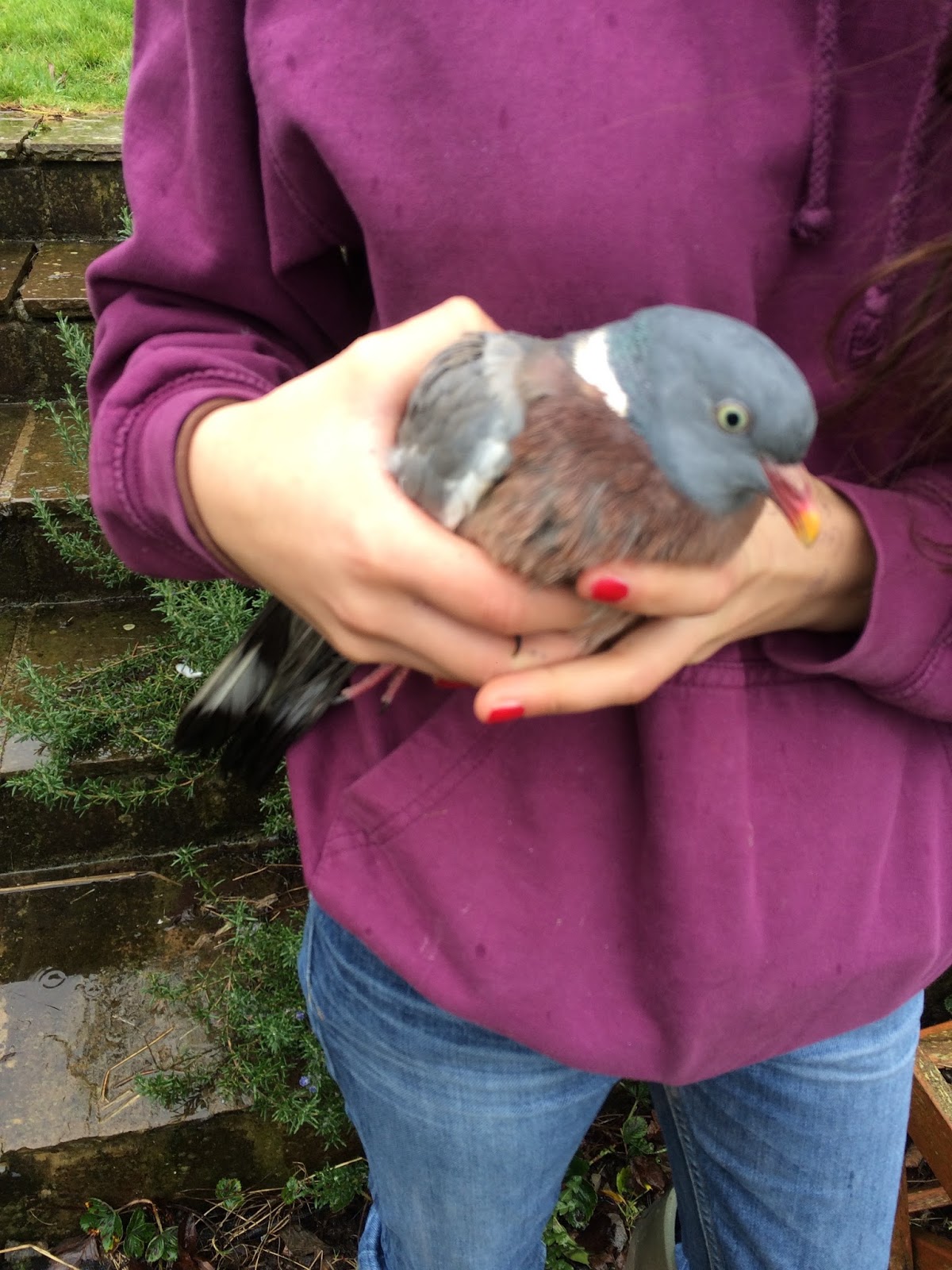 Birdgirl Ringing A Wood Pigeon My First Adult Ringed
