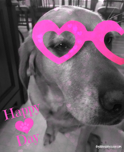 Valentine golden retriever dog #blackandwhitesunday