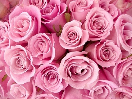 Kumpulan Galeri Gambar  Bunga  Mawar  Pink  Merah Muda Cantik  