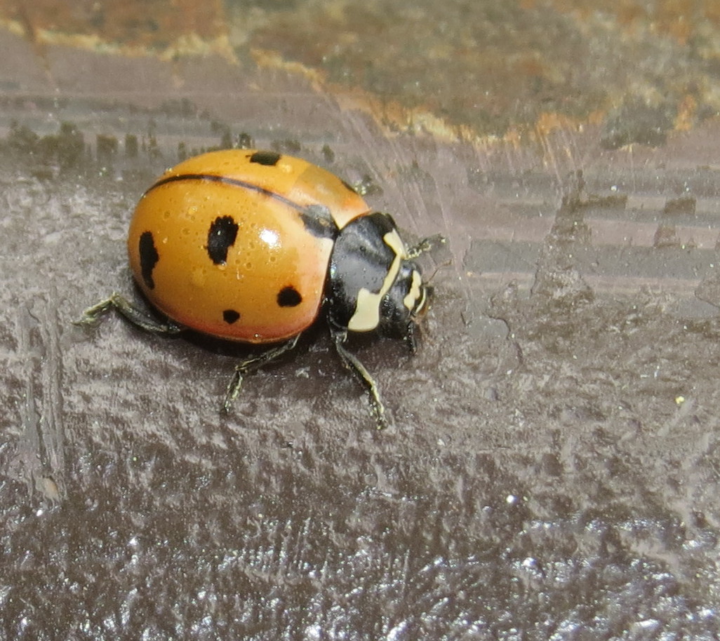 Bug Eric: ID Tip: Seven-spotted or Nine-spotted Lady Beetle?