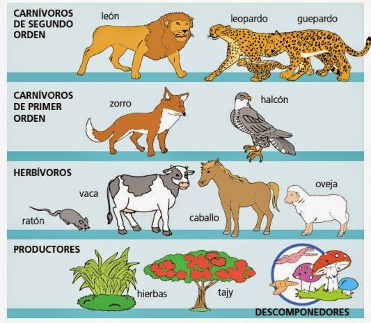 Resultado de imagen de alimentacion ecosistemas