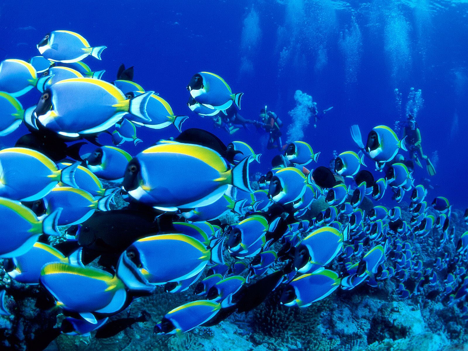 Foto Keindahan Alam Bawah Laut Gambar Dunia Air Ikan Indah