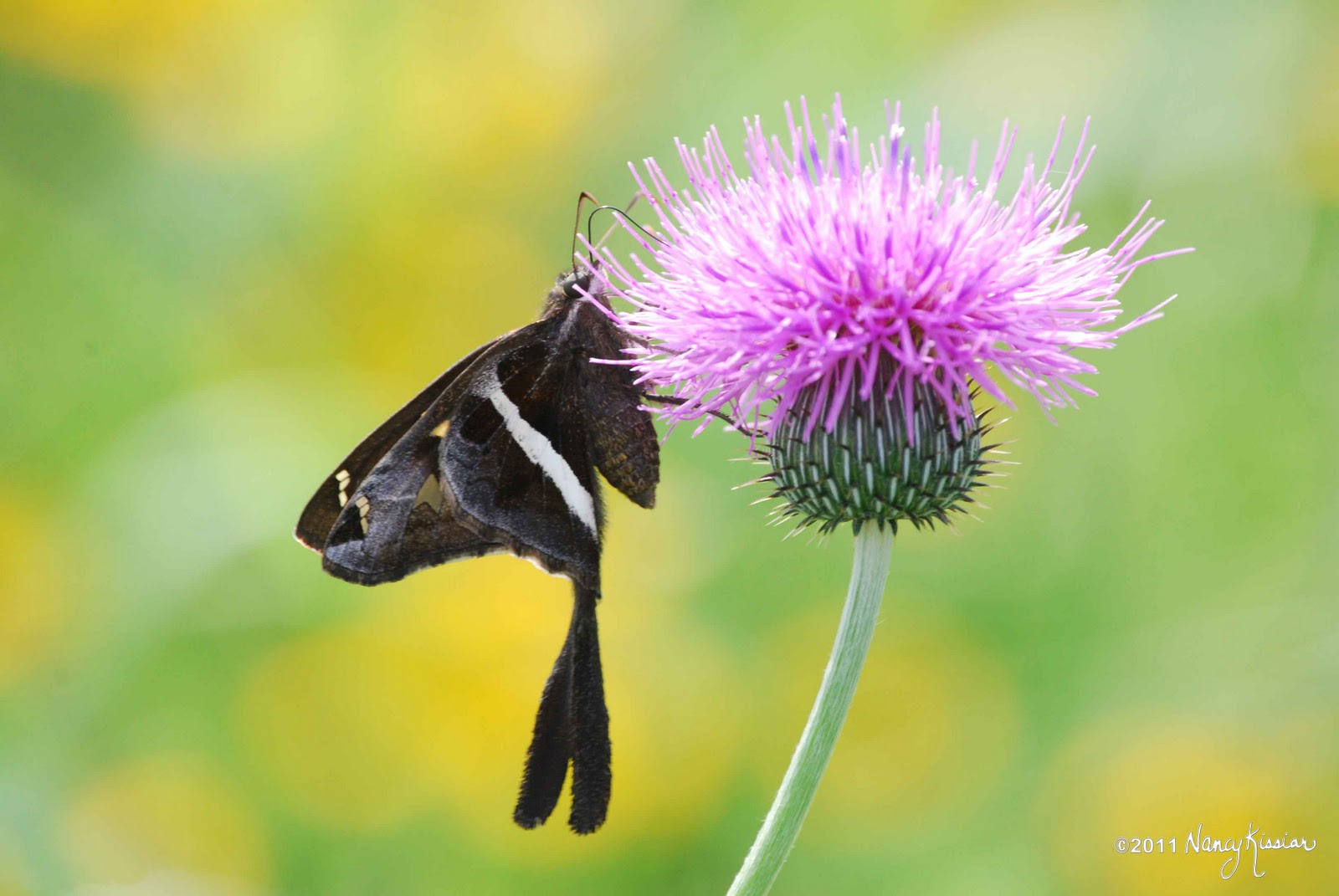 Wild About Texas The Beauty of Texas Butterflies, Skippers and Moths